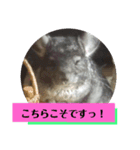 うさぎのち晴れ♪
時々⭐ちんちら⑤（個別スタンプ：16）