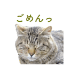ちいきねこ5（個別スタンプ：2）
