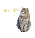 ちいきねこ5（個別スタンプ：3）