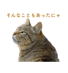 ちいきねこ5（個別スタンプ：4）