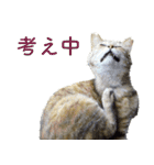 ちいきねこ5（個別スタンプ：6）
