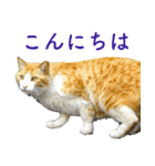 ちいきねこ5（個別スタンプ：7）