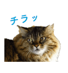 ちいきねこ5（個別スタンプ：9）