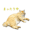 ちいきねこ5（個別スタンプ：11）