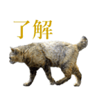 ちいきねこ5（個別スタンプ：12）