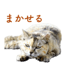 ちいきねこ5（個別スタンプ：13）