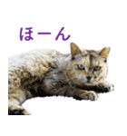 ちいきねこ5（個別スタンプ：14）