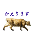 ちいきねこ5（個別スタンプ：15）