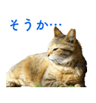 ちいきねこ5（個別スタンプ：16）