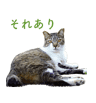 ちいきねこ5（個別スタンプ：17）
