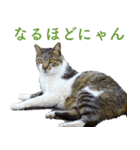 ちいきねこ5（個別スタンプ：18）