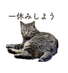 ちいきねこ5（個別スタンプ：19）