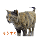 ちいきねこ5（個別スタンプ：21）