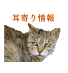 ちいきねこ5（個別スタンプ：22）