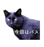 ちいきねこ5（個別スタンプ：23）