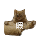 ダラダラルンバとクールチョコ（個別スタンプ：3）
