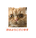 ダラダラルンバとクールチョコ（個別スタンプ：9）