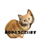 ダラダラルンバとクールチョコ（個別スタンプ：10）