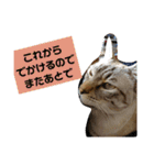 ダラダラルンバとクールチョコ（個別スタンプ：21）
