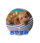 トイプードルスタンプ（基本編）（個別スタンプ：2）