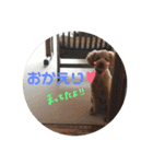 トイプードルスタンプ（基本編）（個別スタンプ：10）