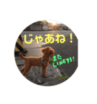 トイプードルスタンプ（基本編）（個別スタンプ：13）
