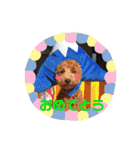 トイプードルスタンプ（基本編）（個別スタンプ：14）