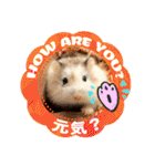 HammyVille 2 - Cute and Fun Pet Hamsters（個別スタンプ：4）