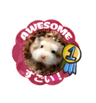 HammyVille 2 - Cute and Fun Pet Hamsters（個別スタンプ：7）