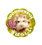 HammyVille 2 - Cute and Fun Pet Hamsters（個別スタンプ：8）