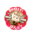 HammyVille 2 - Cute and Fun Pet Hamsters（個別スタンプ：13）