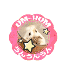 HammyVille 2 - Cute and Fun Pet Hamsters（個別スタンプ：14）