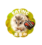 HammyVille 2 - Cute and Fun Pet Hamsters（個別スタンプ：18）