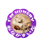 HammyVille 2 - Cute and Fun Pet Hamsters（個別スタンプ：19）