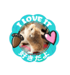 HammyVille 2 - Cute and Fun Pet Hamsters（個別スタンプ：28）