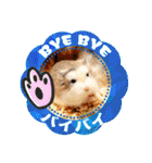 HammyVille 2 - Cute and Fun Pet Hamsters（個別スタンプ：40）