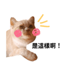 リアル猫ちゃん（個別スタンプ：1）
