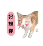 リアル猫ちゃん（個別スタンプ：3）