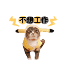 リアル猫ちゃん（個別スタンプ：18）
