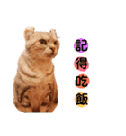 リアル猫ちゃん（個別スタンプ：32）