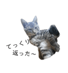北海道訛りの猫（個別スタンプ：3）