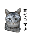 北海道訛りの猫（個別スタンプ：5）
