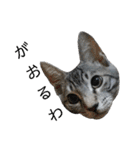 北海道訛りの猫（個別スタンプ：9）
