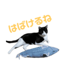 北海道訛りの猫（個別スタンプ：12）