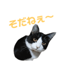 北海道訛りの猫（個別スタンプ：13）