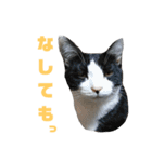 北海道訛りの猫（個別スタンプ：17）