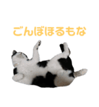 北海道訛りの猫（個別スタンプ：19）
