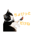 北海道訛りの猫（個別スタンプ：20）