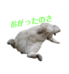 北海道訛りの猫（個別スタンプ：22）