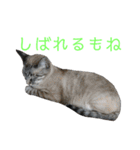 北海道訛りの猫（個別スタンプ：24）